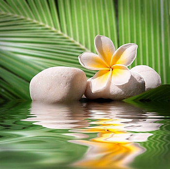 Plumeria and white stones, Water, Leaves, Reflection, Plumeria HD wallpaper