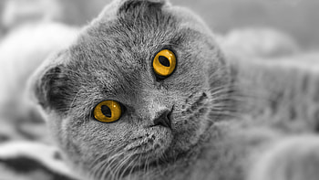 Scottish Fold, Adorable charm, Soft and fuzzy, Irresistible cuteness HD wallpaper