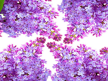 Lilac frame, lilacs, purple, flowers, mauve HD wallpaper