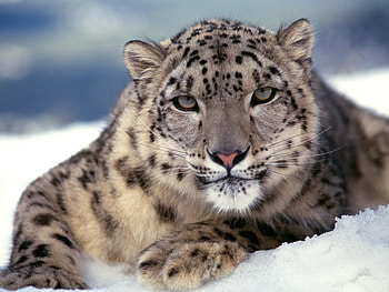 Animals, Snow Leopard HD wallpaper