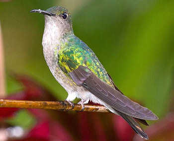 Hummingbird, cool, beautiful HD wallpaper