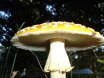 Forest Mushroom, night, mushroom, , yellow HD wallpaper