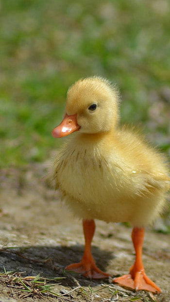 Duck, Adorable, Bird HD phone wallpaper
