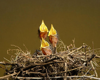 Baby Birds, chicks, birds, nest, hungry HD wallpaper