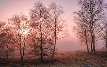 Rammamere Heath, UK, sunrise, mist, leaves, landscape, trees, autumn HD wallpaper