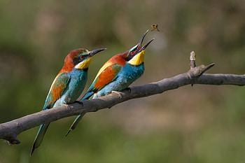 Pair of European bee-eaters in France, Animal, european bee-eater HD wallpaper