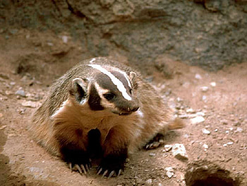 Badger, cool, beautiful HD wallpaper