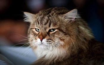 Animals, Cat, Fluffy, Muzzle, Dissatisfied, Discontented HD wallpaper