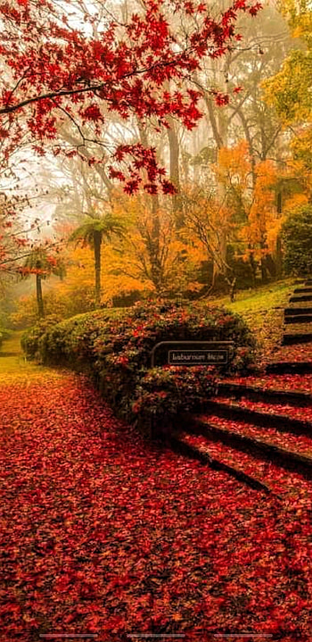 Park, red, autum HD phone wallpaper