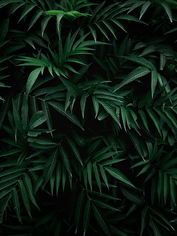 Nature, Leaves, Bush, Branches HD phone wallpaper