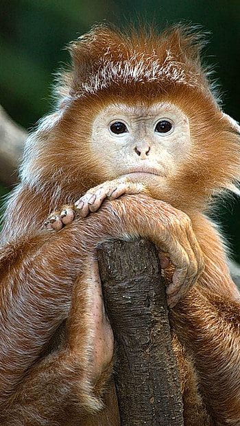 Funny, Cute Monkey HD phone wallpaper