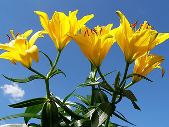 Flowers, Sky, Lilies, Greens, Stamens, Sunny HD wallpaper