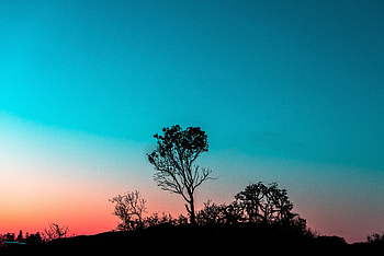Nature, Sunset, Twilight, Bush, Wood, Tree, Dusk, Outlines, Evening HD wallpaper