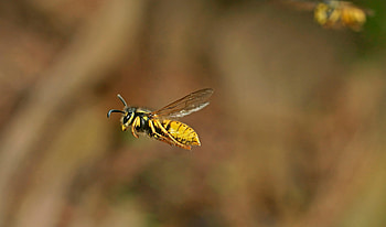 Flight, Wasp HD wallpaper