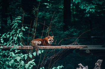 Animals, Fox, Animal, Sweetheart, Nice, Beast, Wild HD wallpaper