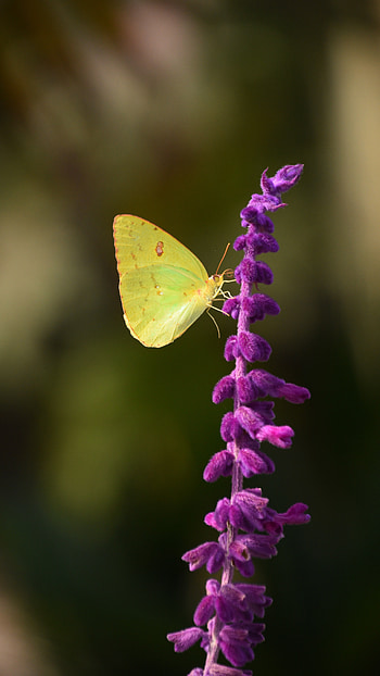 Yellow Butterfly, Beautiful, Adorable, Background HD phone wallpaper