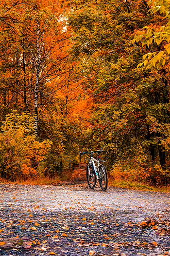 Bicycle in a scenic autumn forest with vibrant orange foliage, capturing nature's beauty. HD phone wallpaper