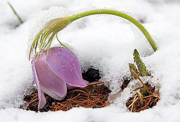 touch of spring, winter, snow, nature, flowers, spring HD wallpaper
