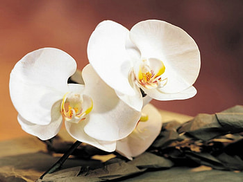 flower, nature HD wallpaper