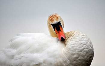 Animals, Feather, Bird, Beak, Swan HD wallpaper