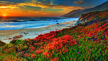 Spring flowers at the Californian Coast, beach, sea, colors, landscape, clouds, sky, sunset HD wallpaper
