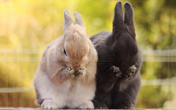 washing, black, beige, bunnys, rabbits HD wallpaper