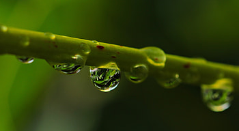 Macro, Close-Up, Branch, Drop HD wallpaper