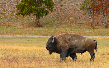 yak, animal, nature HD wallpaper