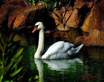 Swan, swimm, water, anima HD wallpaper
