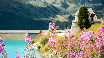Closeup View Of Fireweed Flowers In Blur Trees Mountains Background Nature HD wallpaper