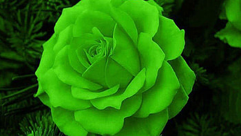 ROSE, PETALS, LEAVES, GREEN, NATURE HD wallpaper