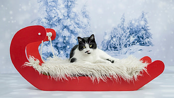 ஐwinterஐ, winter, holiday, sleigh, snowfall, look HD wallpaper