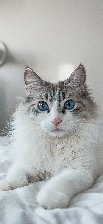 Ragdoll cat, Whiskers galore, Purring charm, Cat delight HD phone wallpaper