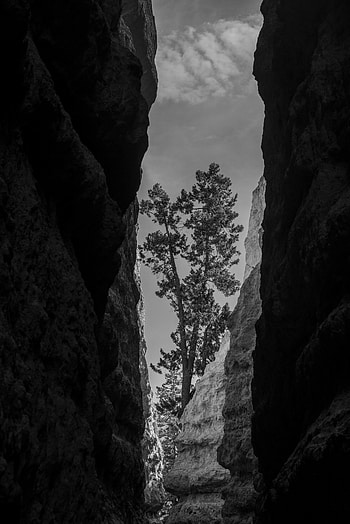 Nature, Canyon, Rocks, Wood, Tree, Bw, Chb HD phone wallpaper