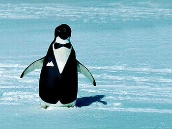 Penguin funny baby chick snow cute | | 124241 . HD wallpaper