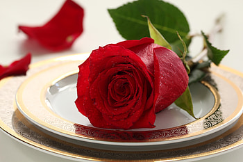 Queen of Flowers, rose, leaves, red, plates, blossom HD wallpaper