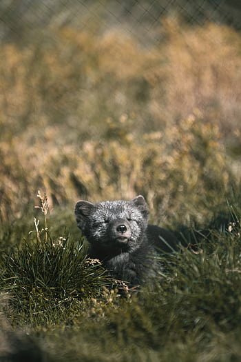 A charming arctic fox basks in the sunlight, enjoying a tranquil moment in the grassland. HD phone wallpaper