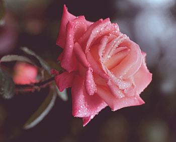 Flower, Pink, Drops, Macro, Rose Flower, Rose, Petals HD wallpaper