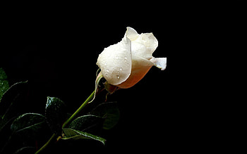 Flowers, Drops, Flower, Rose Flower, Rose, Freshness, Black Background HD wallpaper