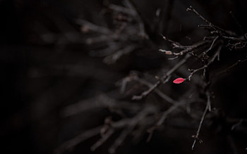 Plant, Dark, Branch HD wallpaper