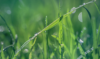 Grass, water drops, close up HD wallpaper