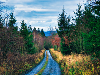 Nature, Trees, Bush, Road HD wallpaper