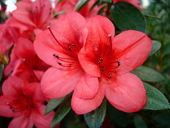 Plants, Flowers HD wallpaper