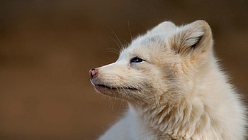Animals, Muzzle, Arctic Fox, Profile, Wool HD wallpaper