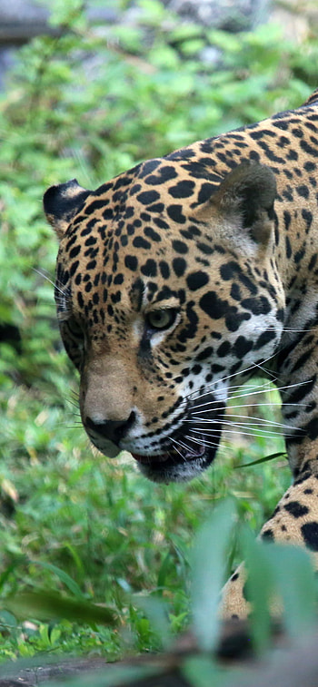 Animal, jaguar HD phone wallpaper