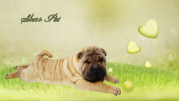 Shar Pei, dog, wrinkles, green firefox persona, grass, puppy, pup, love, hearts, wrinkled HD wallpaper