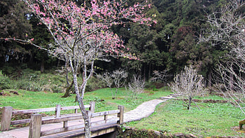 Hiking into the forest, trail, cherry blossom, bridge, hiking, forest HD wallpaper