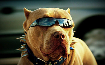 Pitbull Got Swag, pitbull, dog, animals, glasses HD wallpaper