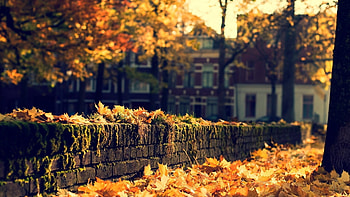 City Autumn Nature Street Beauty - HD wallpaper