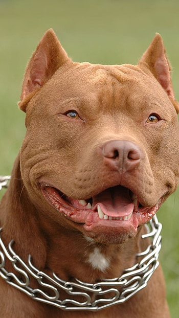 Pitbull Dog, American, Dog HD phone wallpaper